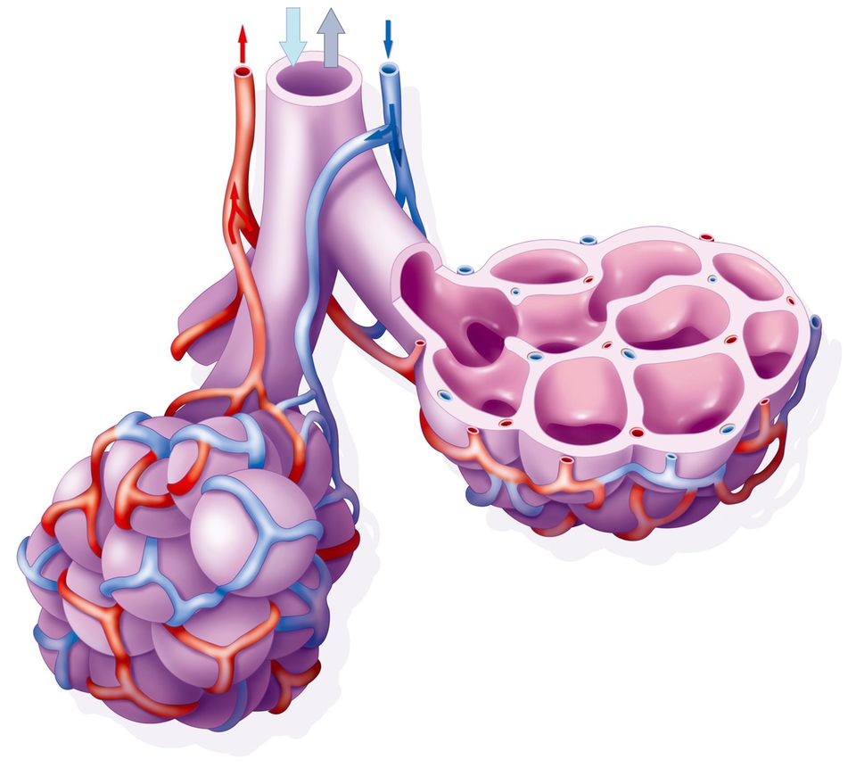 Illustration Atmung: die Hohlräume der Lungenbläschen, die von sogenannten Kapillaren umgeben sind, winzigen Blutgefäßen