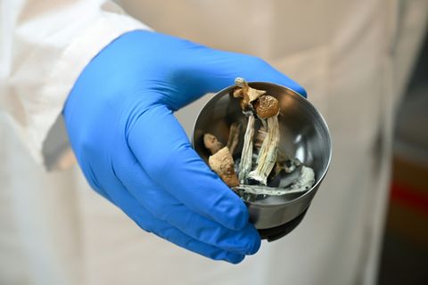 Magic Mushrooms