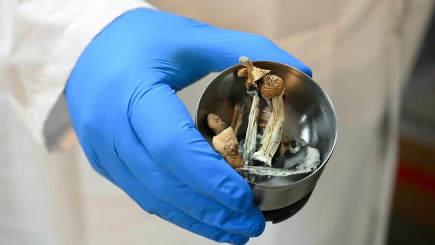 Magic Mushrooms