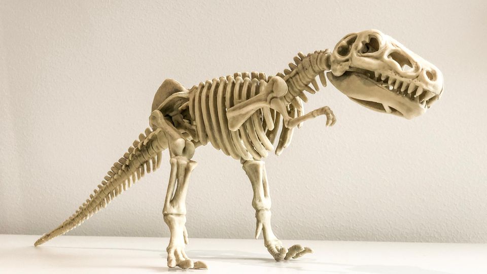 T-Rex Skelett T-Rex Skelett