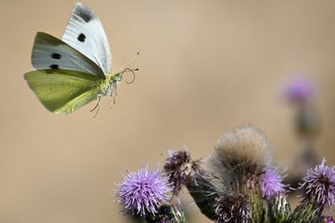 Landeanflug