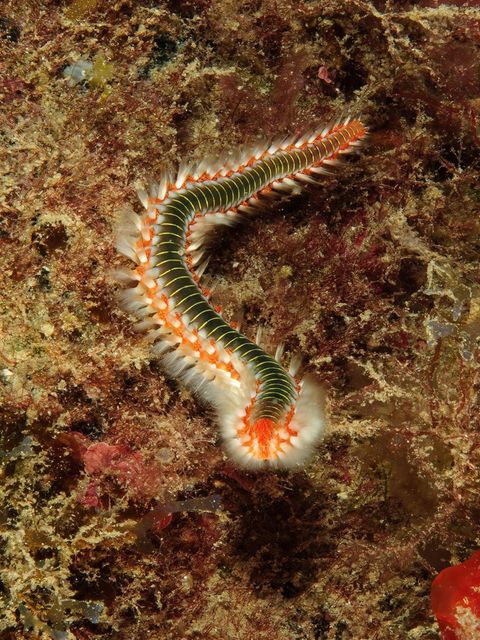 Gefährliche Tiere im Urlaub: Giftiger Feuerwurm