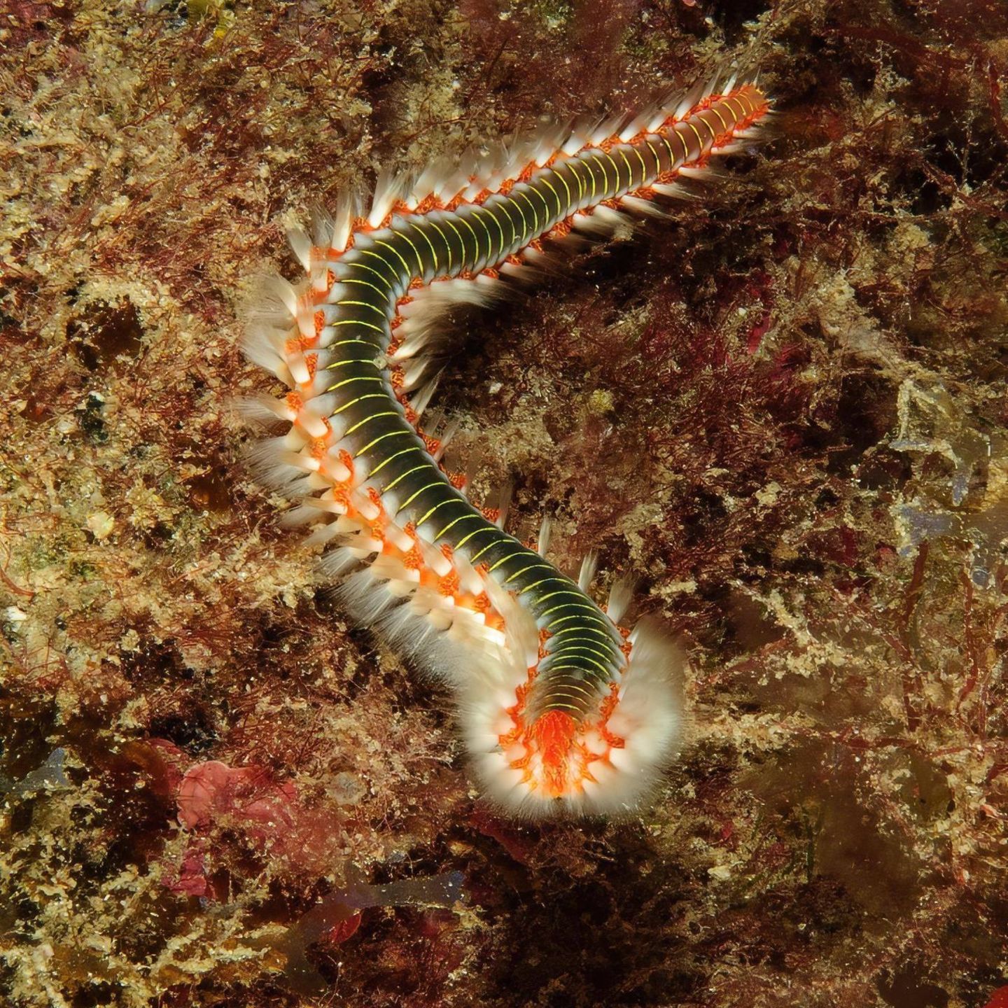 Gefährliche Tiere im Urlaub: Giftiger Feuerwurm