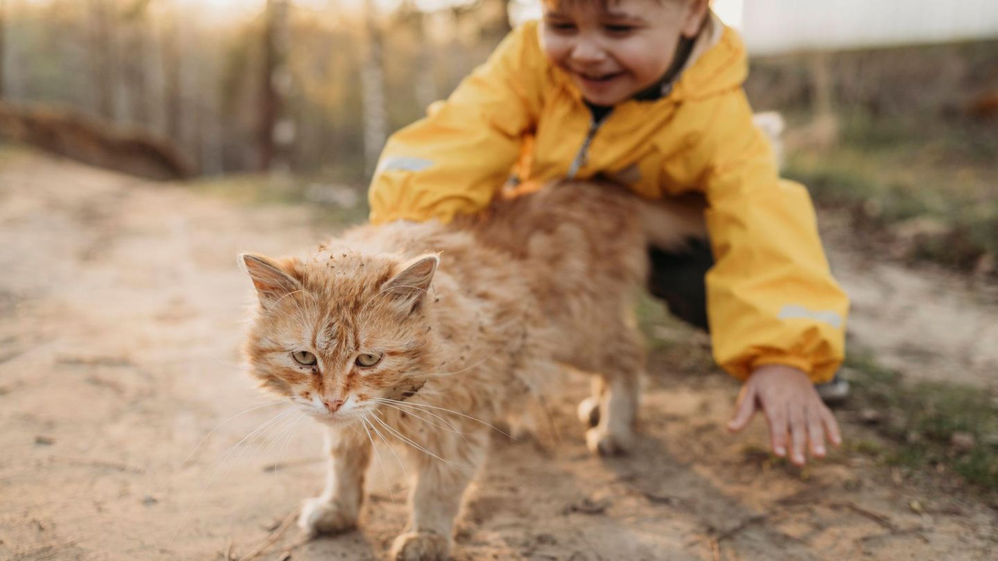 Gefährliche Tiere im Urlaub: Straßenkatze Gefährliche Tiere im Urlaub: Straßenkatze