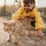 Gefährliche Tiere im Urlaub: Straßenkatze