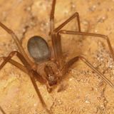 Gefährliche Tiere im Urlaub: Violinspinne