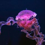 Gefährliche Tiere im Urlaub: Feuerqualle