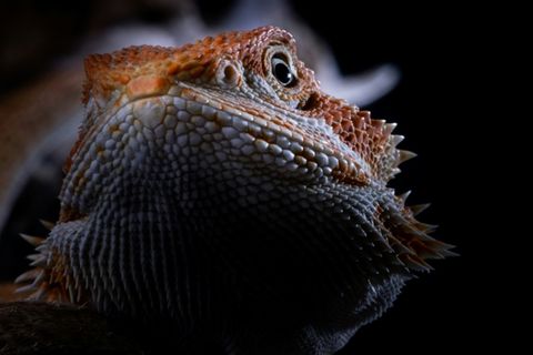 Bartagame
