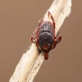 Gefährliche Tiere im Urlaub: Riesenzecke