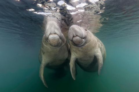 Zwei Seekühe schwimmen zusammen