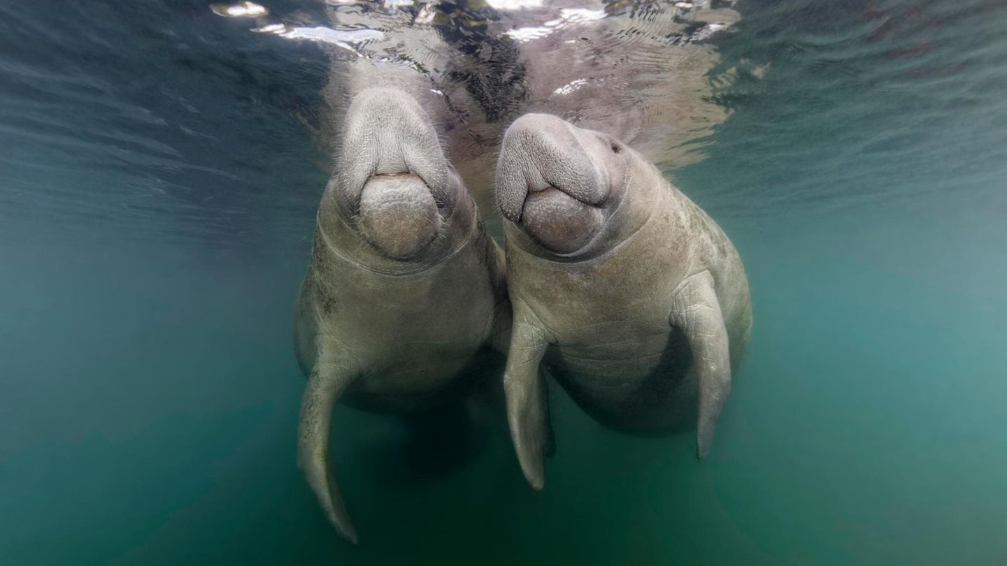 Zwei Seekühe schwimmen zusammen