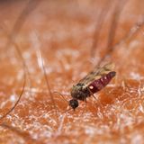 Gefährliche Tiere im Urlaub: Gnitze