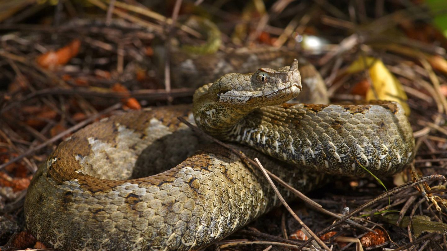 Gefährliche Tiere im Urlaub: Hornviper