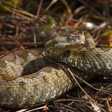 Gefährliche Tiere im Urlaub: Hornviper