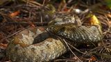 Gefährliche Tiere im Urlaub: Hornviper