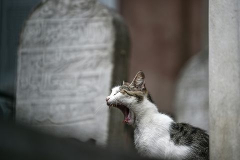 Katze