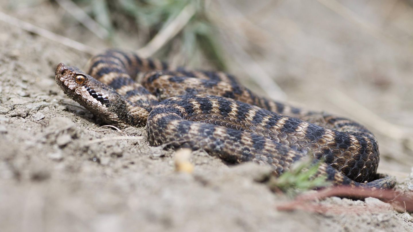 Gefährliche Tiere im Urlaub: Aspisviper Gefährliche Tiere im Urlaub: Aspisviper