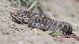 Gefährliche Tiere im Urlaub: Aspisviper