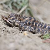 Gefährliche Tiere im Urlaub: Aspisviper