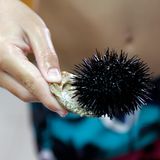 Gefährliche Tiere im Urlaub: Seeigel