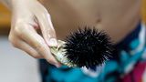 Gefährliche Tiere im Urlaub: Seeigel