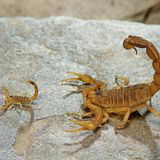 Gefährliche Tiere im Urlaub: Feldskorpion