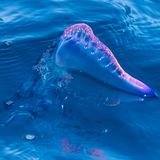 Gefährliche Tiere im Urlaub: Portugiesische Galeere