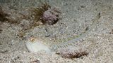 Gefährliche Tiere im Urlaub