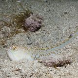 Gefährliche Tiere im Urlaub