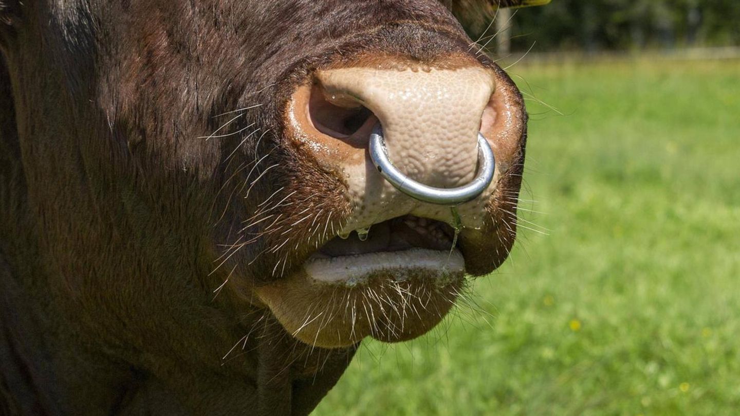 Die Diebe verschafften sich Zugang zum Zuchtbetrieb in Mecklenburg-Vorpommern (Symbolbild eines Bullen)
