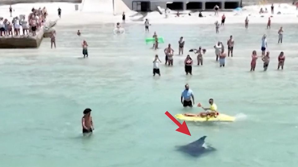 Riesiger Mantarochen sorgt für Strand-Evakuierung