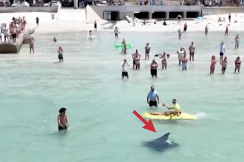 Riesiger Mantarochen sorgt für Strand-Evakuierung