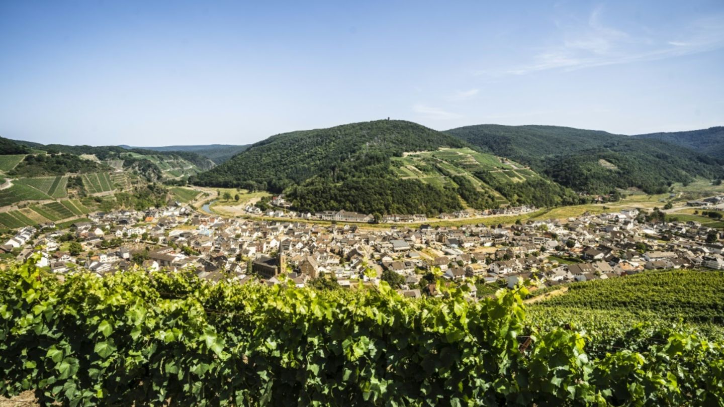 Weinberge