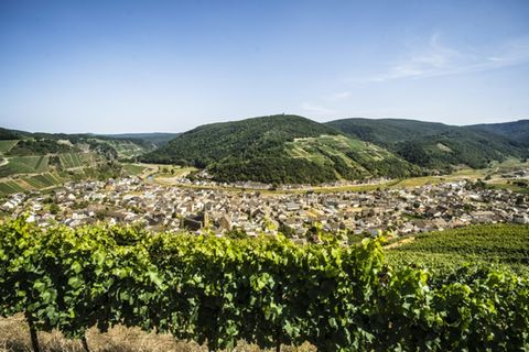 Weinberge