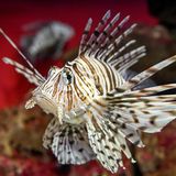 Gefährliche Tiere im Urlaub: Indischer Rotfeuerfisch