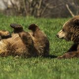 Gefährliche Tiere im Urlaub: Braunbären