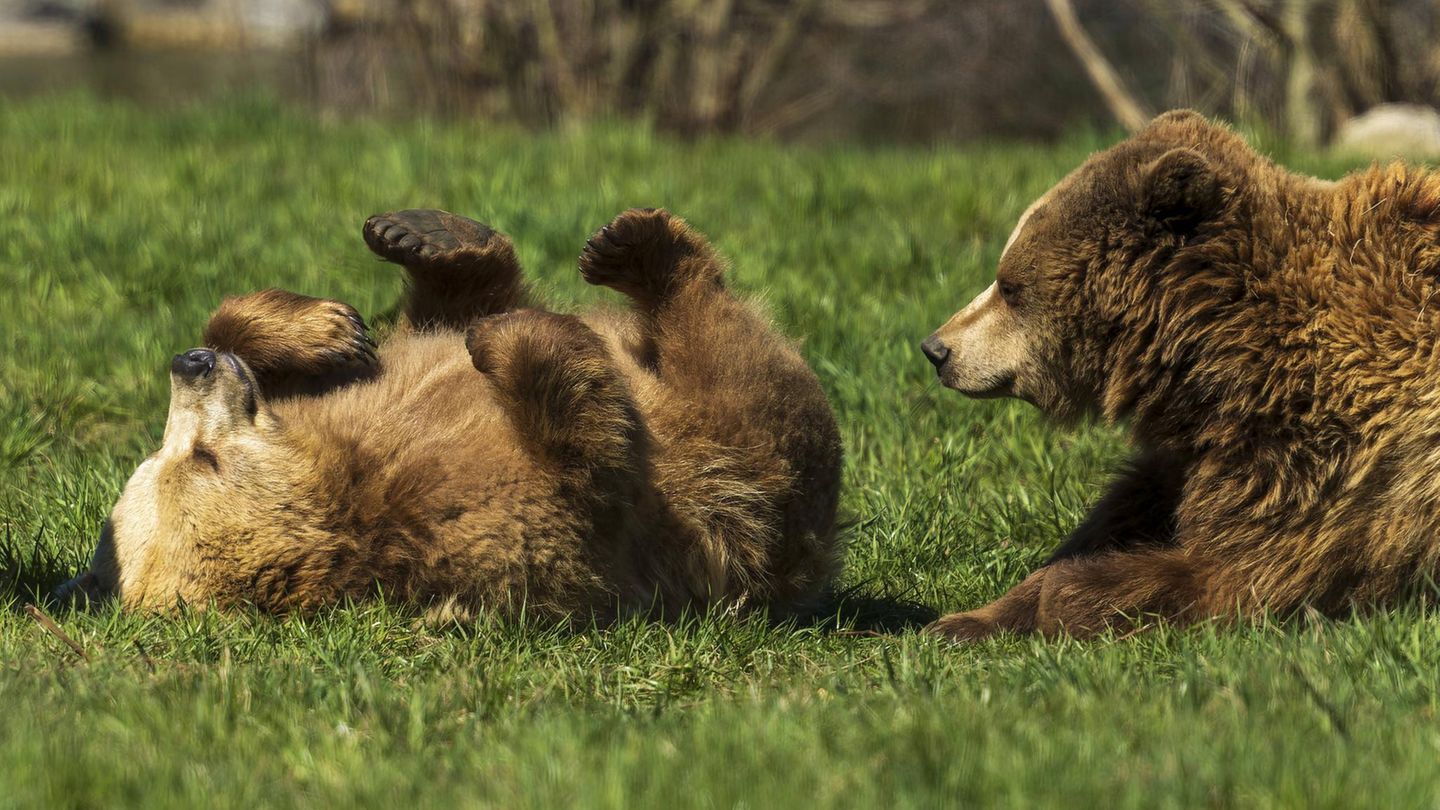 Gefährliche Tiere im Urlaub: Braunbären Gefährliche Tiere im Urlaub: Braunbären