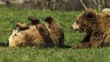 Gefährliche Tiere im Urlaub: Braunbären