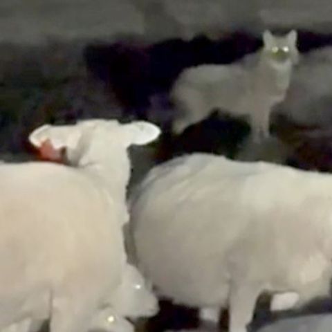 Der Goldschakal wurde unter anderem im Mai von einer Wildtierkamera auf Sylt festgehalten
