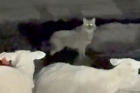 Der Goldschakal wurde unter anderem im Mai von einer Wildtierkamera auf Sylt festgehalten