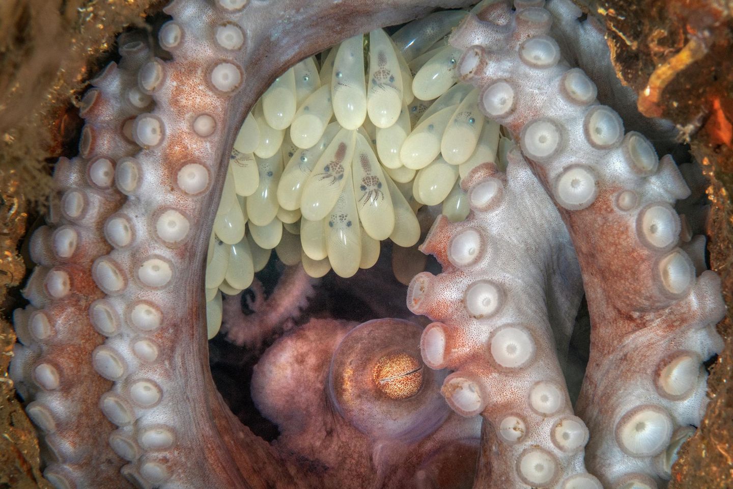 Oktopus-Mutter mit Oktopus-Eiern