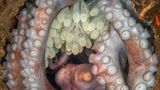 Oktopus-Mutter mit Oktopus-Eiern