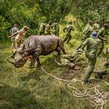 Spitzmaulnashorn und davonrennende Pfleger