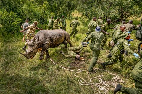 Spitzmaulnashorn und davonrennende Pfleger