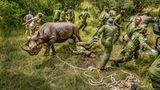 Spitzmaulnashorn und davonrennende Pfleger