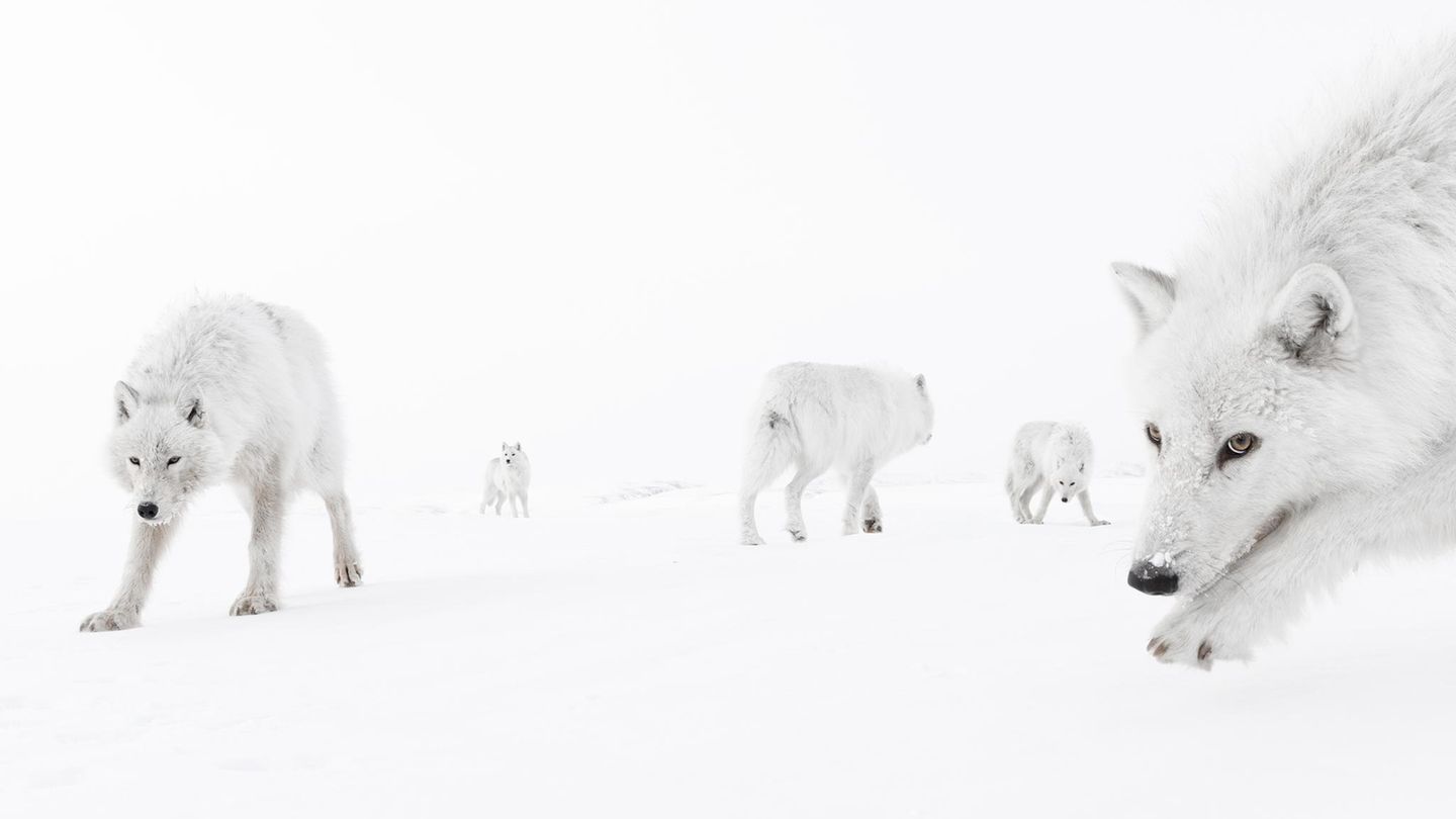 Teil des Rudels Weiße Wölfe im Schnee
