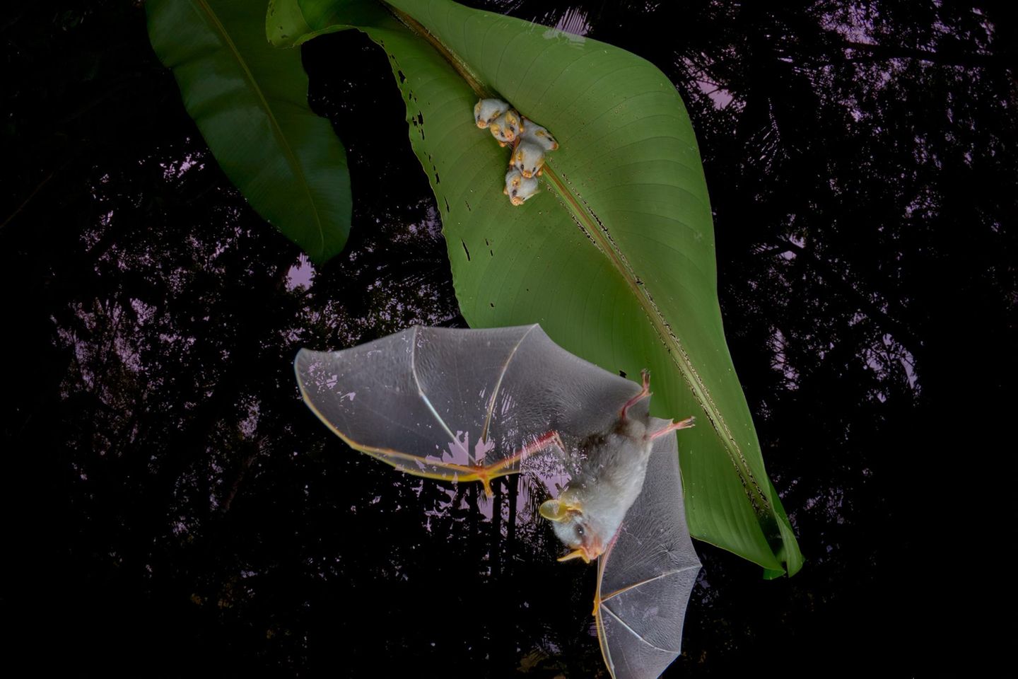 Ein Zelt für die Jungen weiße Fledermaus mit Jungen