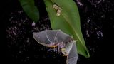 weiße Fledermaus mit Jungen