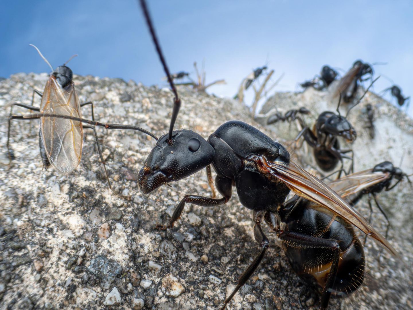 Die Insekten im Hinterhof Ameise mit Flügeln klettert auf Stein