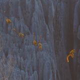 Lemuren auf Madagaskar